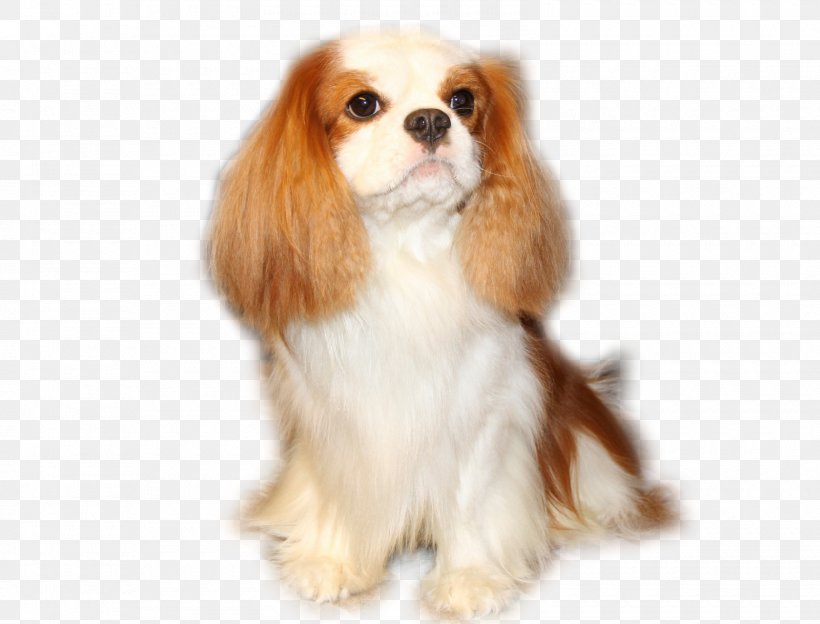 Cavalier King Charles Spaniel Phalène Puppy Dog Breed, PNG, 1600x1219px, King Charles Spaniel, Breed, Carnivoran, Cavalier King Charles Spaniel, Companion Dog Download Free