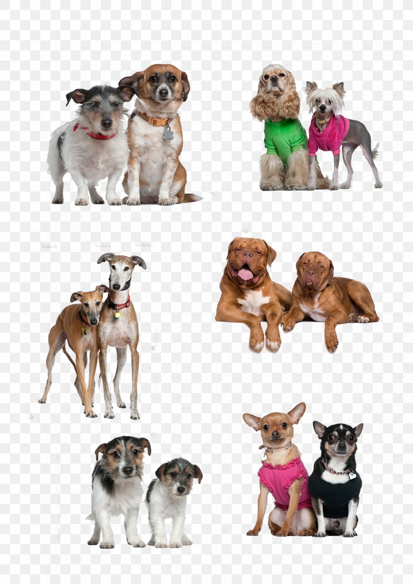 Dog Breed Puppy Companion Dog, PNG, 2480x3508px, Dog Breed, Breed, Carnivoran, Companion Dog, Designer Download Free