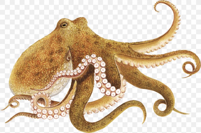 Enteroctopus Dofleini Other Minds: The Octopus And The Evolution Of Intelligent Life Clip Art, PNG, 1005x667px, Octopus, Cephalopod, Drawing, Enteroctopus, Enteroctopus Dofleini Download Free