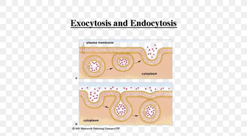 Exocytosis Biology Endocytosis Model Organism Cell, PNG, 602x451px, Exocytosis, Active Transport, Area, Biological Life Cycle, Biological Process Download Free
