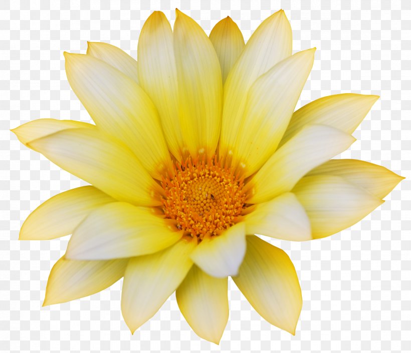 Flower Getty Images Stock Photography, PNG, 2338x2012px, Flower, Daisy Family, Floristry, Flowering Plant, Garland Download Free