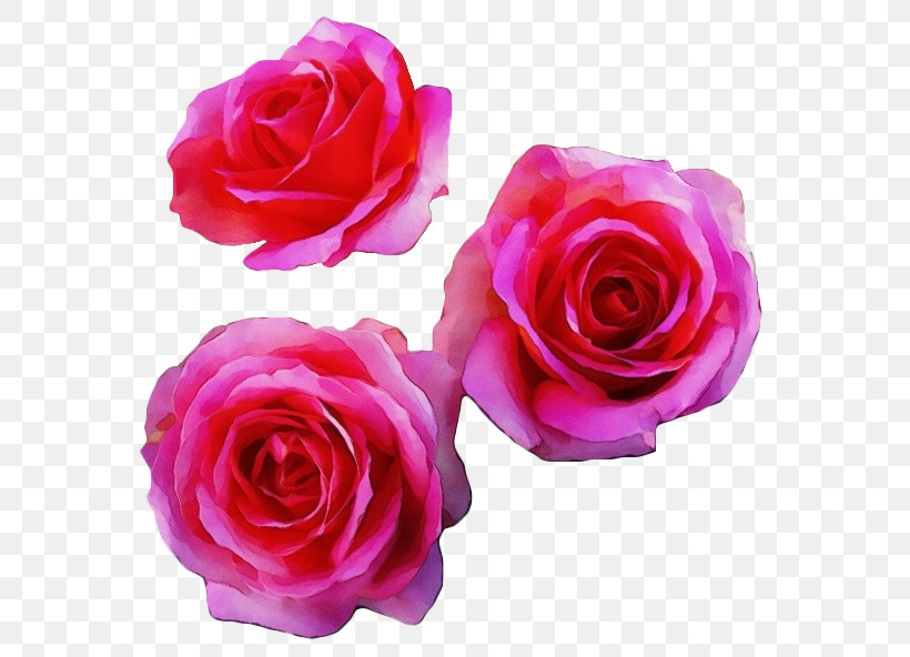Garden Roses, PNG, 567x592px, Watercolor, Floribunda, Flower, Garden Roses, Hybrid Tea Rose Download Free