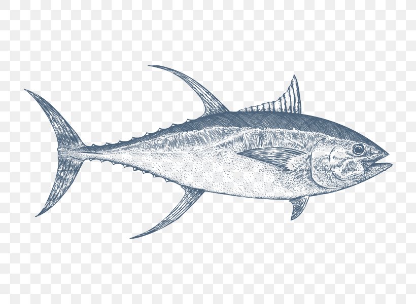 Mackerel Swordfish Thon Thunnus Albacore, PNG, 800x600px, Mackerel, Albacore, Billfish, Bonito, Bony Fish Download Free