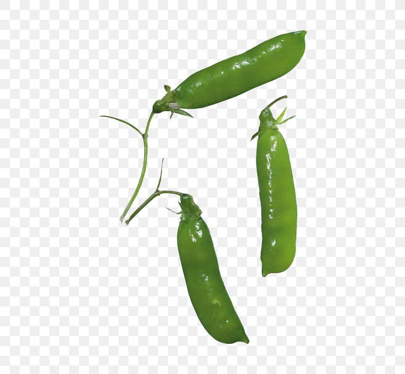 Pea Vegetable Clip Art, PNG, 760x757px, Pea, Bell Peppers And Chili Peppers, Birds Eye Chili, Chili Pepper, Common Bean Download Free