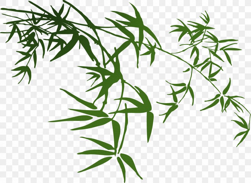 Bamboo Download, PNG, 3534x2578px, Bamboo, Branch, Drawing, Grass, Hemp Download Free