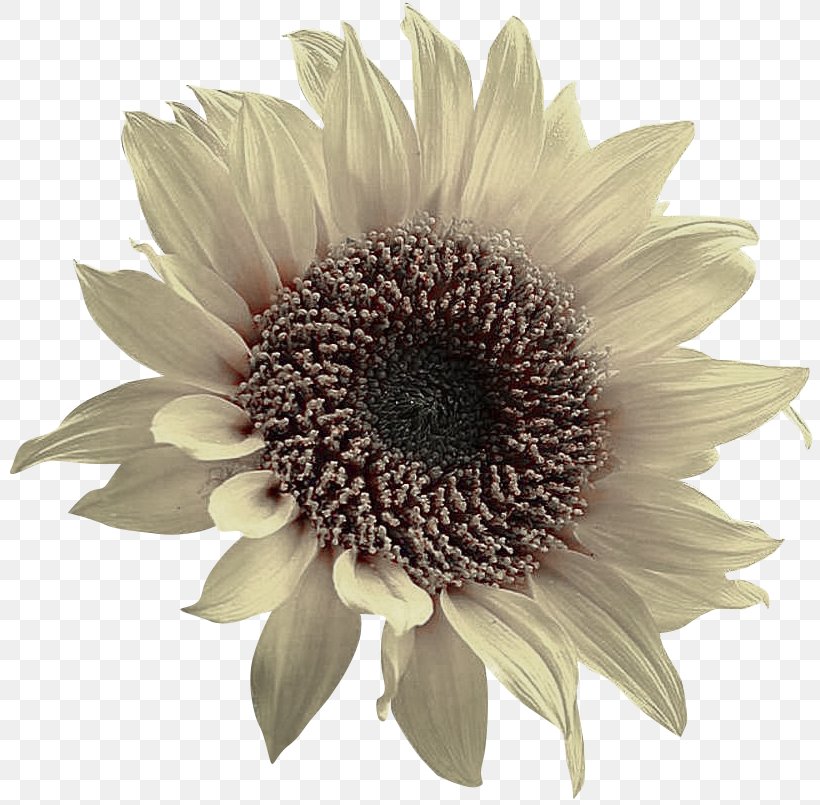 Common Sunflower Toilet Seat Rapeseed, PNG, 810x805px, Common Sunflower, Asterales, Bathroom, Crop, Crop Yield Download Free