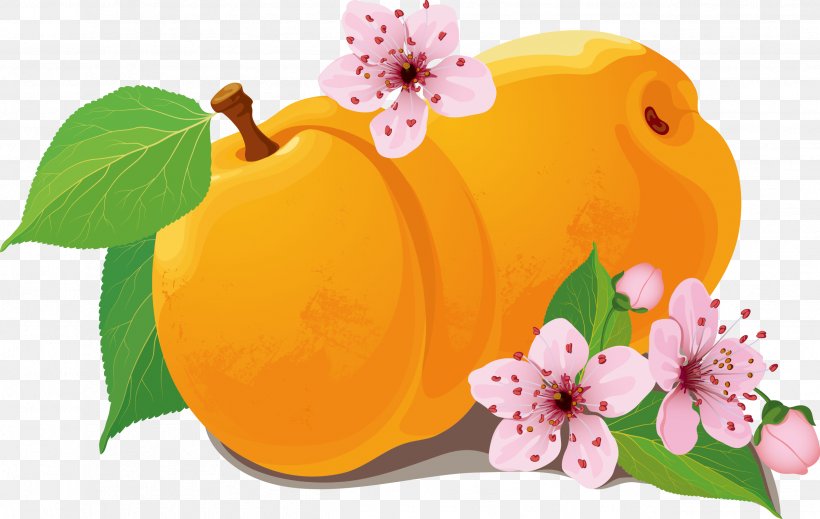Peach Apricot Clip Art, PNG, 2523x1599px, Peach, Apricot, Flower, Fruit, Orange Download Free