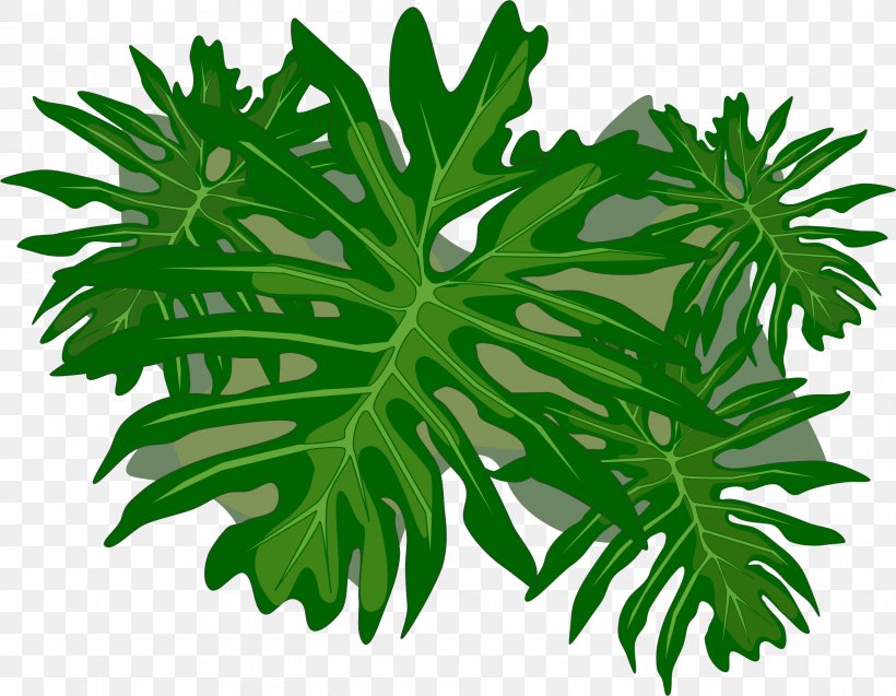 Plant Philodendron Leaf Clip Art, PNG, 2335x1816px, Plant, Herb, Herbalism, Leaf, Organism Download Free
