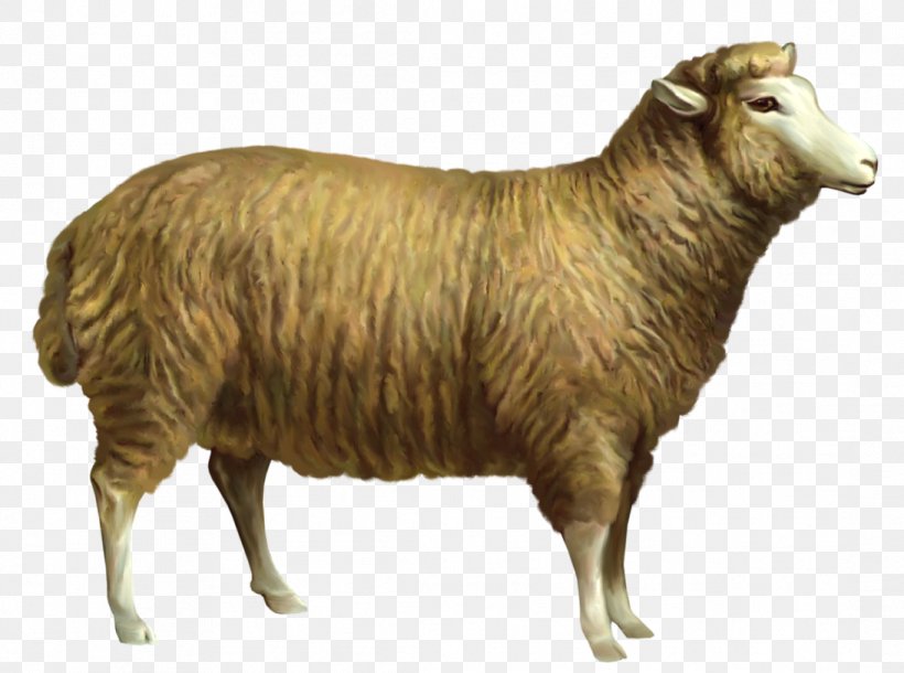 Sheep Clip Art, PNG, 1093x814px, Sheep, Animation, Caprinae, Cartoon, Cattle Download Free
