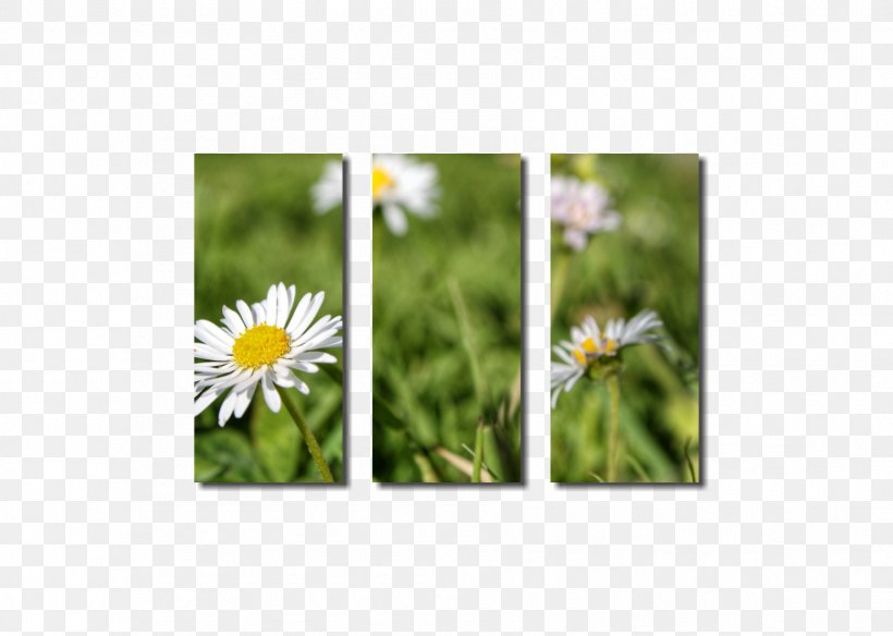 Wildflower Lawn, PNG, 1806x1288px, Wildflower, Daisy, Daisy Family, Flora, Flower Download Free