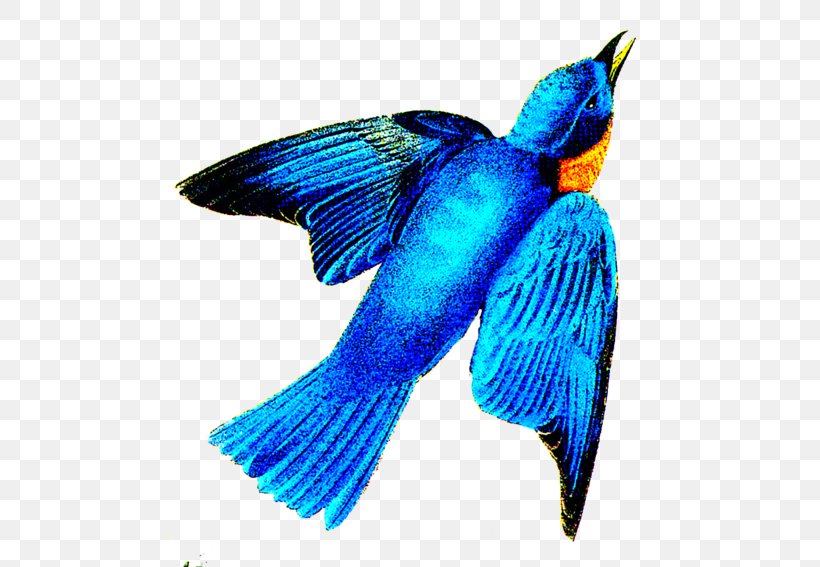 Beak Cobalt Blue Feather Tail Pollinator, PNG, 500x567px, Beak, Bird, Blue, Cobalt, Cobalt Blue Download Free