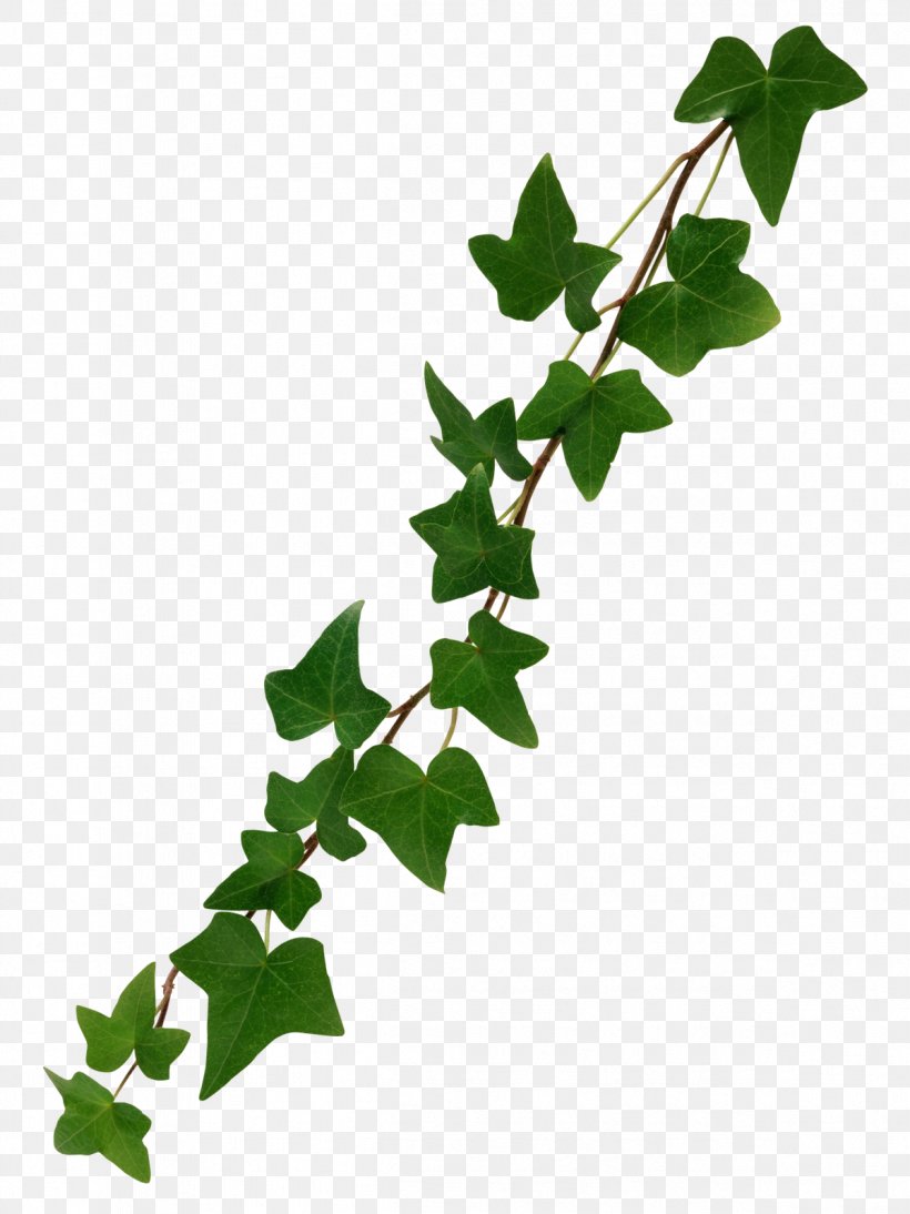 Common Ivy Stock Photography Vine Clip Art, PNG, 1199x1600px, Common Ivy, Branch, Flowering Plant, Fotosearch, Ivy Download Free