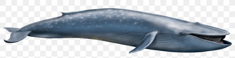 Fin Whale The Blue Whales Cetacea Rorquals Humpback Whale, PNG, 1024x256px, Fin Whale, Animal, Animal Figure, Balaenoptera, Baleen Download Free