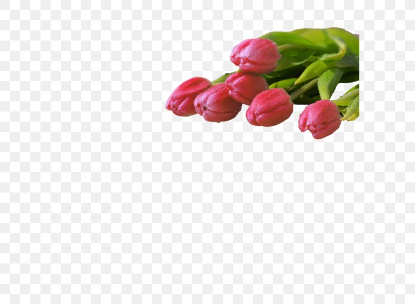 Tulip International Women's Day Greeting & Note Cards Flower Ansichtkaart, PNG, 600x600px, 8 March, Tulip, Ansichtkaart, Bud, Cut Flowers Download Free