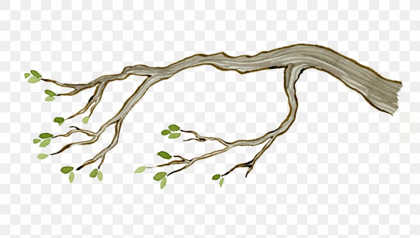 Twig Plant Stem Leaf Wood /m/083vt, PNG, 1600x910px, Twig, Branch, Flora, Flower, Leaf Download Free