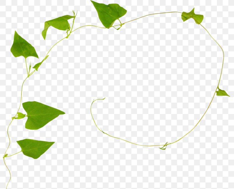 Family Tree Background, PNG, 800x663px, Green, Calameae, Cartoon, Ivy, Ivy Family Download Free