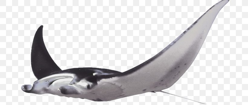 Giant Oceanic Manta Ray Batoidea Myliobatoidei Great White Shark, PNG, 720x350px, Giant Oceanic Manta Ray, Animal, Animal Figure, Batoidea, Benthic Zone Download Free