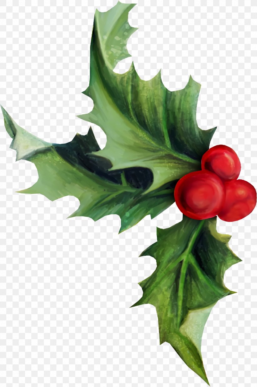Holly Christmas, PNG, 1300x1954px, Holly, American Holly, Branch, Christmas, Flower Download Free