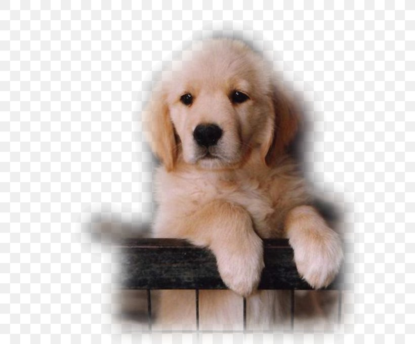 Labrador Retriever Catahoula Cur Puppy Golden Retriever Desktop Wallpaper, PNG, 600x680px, Labrador Retriever, Ancient Dog Breeds, Animal, Carnivoran, Catahoula Cur Download Free