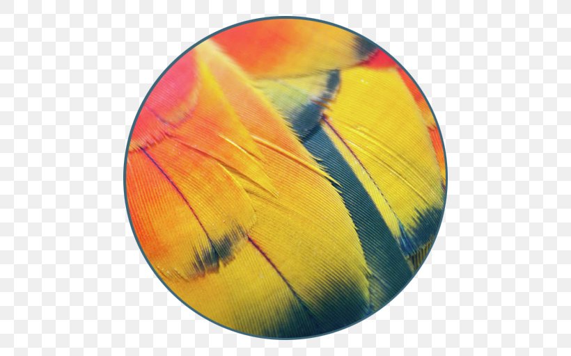 Canvas Print Feather Art, PNG, 512x512px, Canvas Print, Art, Canvas, Feather, Getty Images Download Free