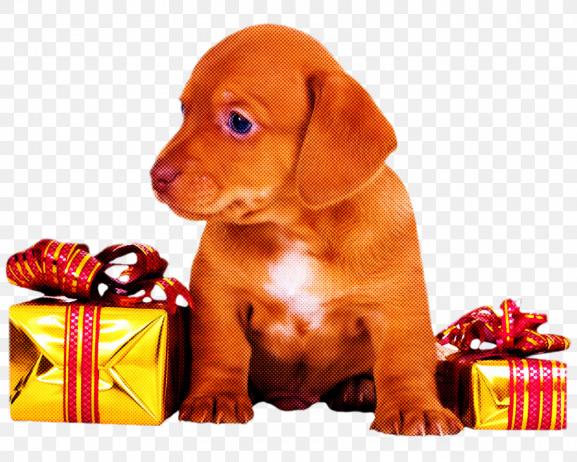 Christmas Gift New Year Gift Gift, PNG, 1600x1280px, Christmas Gift, Dachshund, Dog, Ear, Gift Download Free