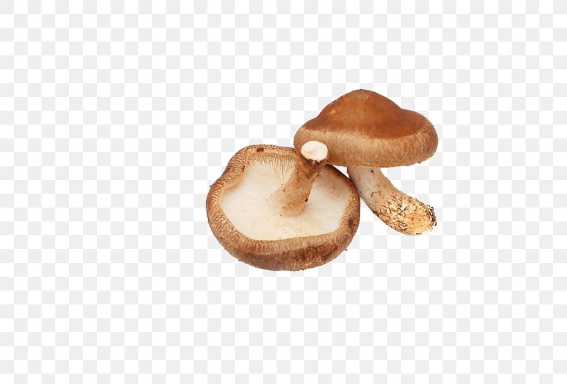 Lingzhi Mushroom Shiitake Chinese Cuisine Vegetable, PNG, 542x555px, Mushroom, Chaga Mushroom, Chinese Cuisine, Edible Mushroom, Food Download Free