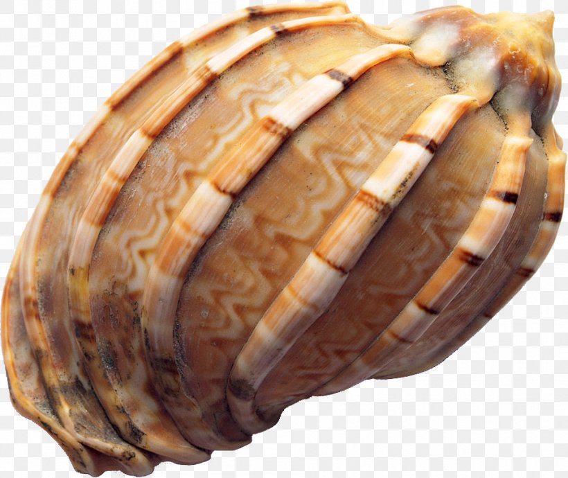 Seashell Conch, PNG, 952x802px, Seashell, Archive File, Clam, Clams Oysters Mussels And Scallops, Conch Download Free