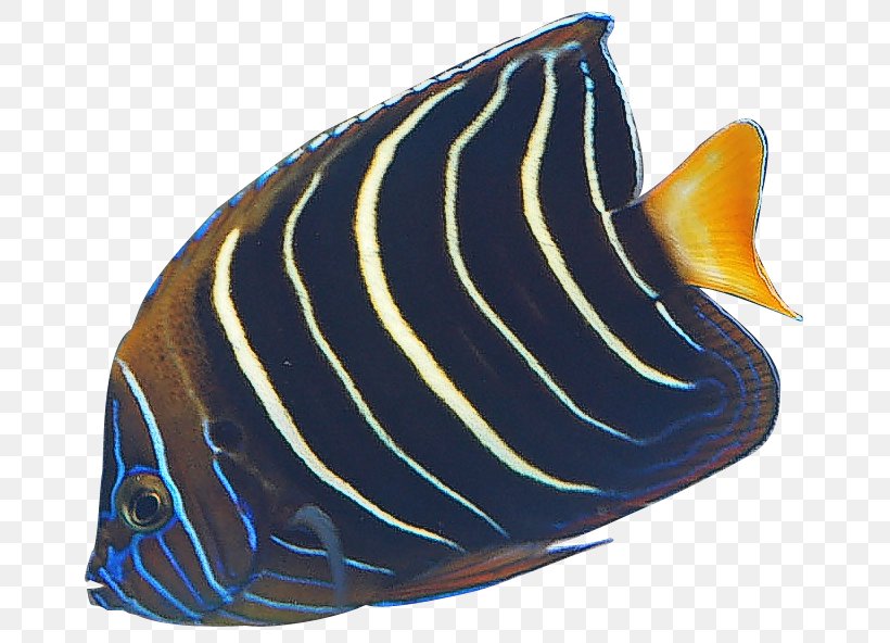 Angelfish Banded Butterflyfish Clip Art, PNG, 685x592px, Angelfish, Aquarium, Banded Butterflyfish, Butterflyfish, Chaetodon Download Free