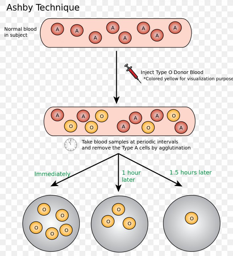 Ashby Technique Hematology Red Blood Cell Blood Donation, PNG, 935x1024px, Hematology, Area, Blood, Blood Cell, Blood Donation Download Free