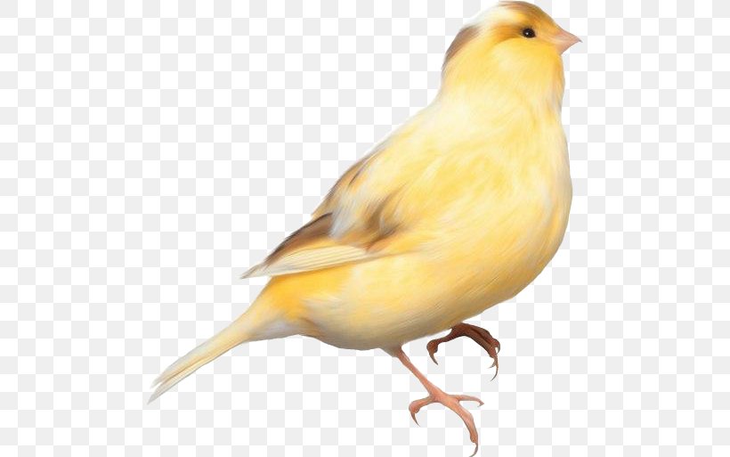 Domestic Canary Bird Parrot Finches, PNG, 490x513px, Domestic Canary, American Goldfinch, Atlantic Canary, Beak, Bird Download Free