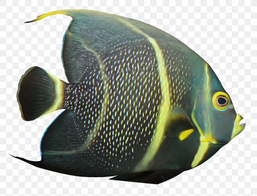 Fish Fish Pomacanthidae Pomacentridae Holacanthus, PNG, 1550x1183px, Fish, Bonyfish, Butterflyfish, Holacanthus, Marine Biology Download Free