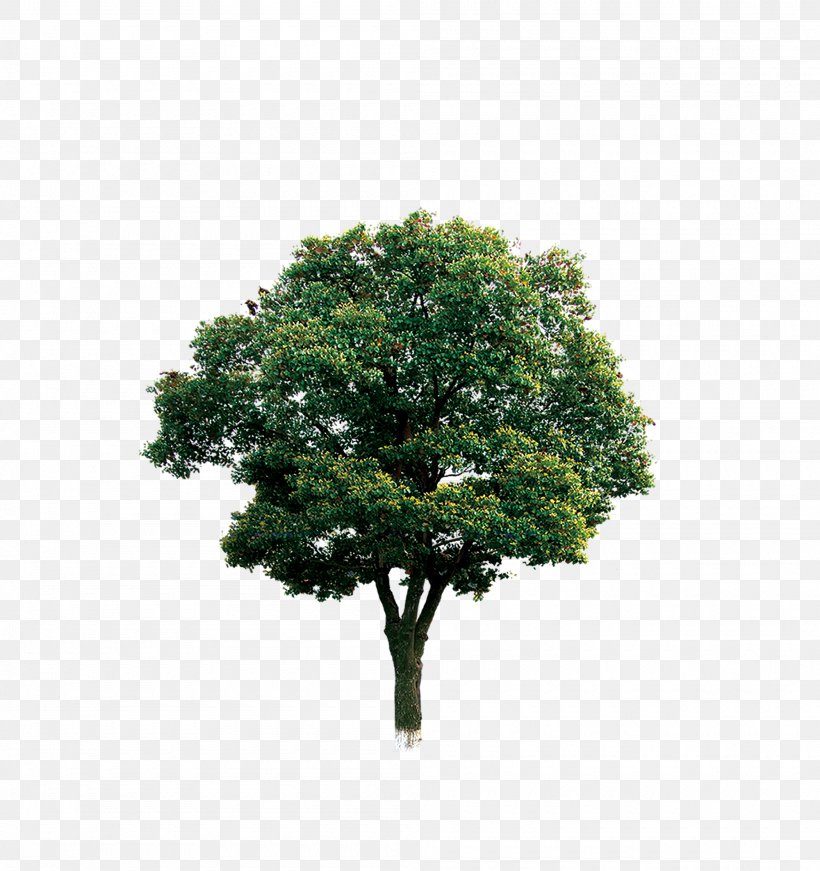 Tree Branch Computer File, PNG, 2000x2126px, Tree, Branch, Forest, Google Images, Grass Download Free