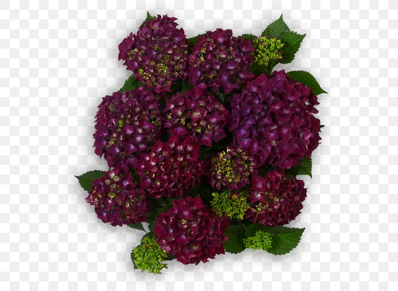 Violet Blue French Hydrangea Plants, PNG, 600x600px, Violet, Annual Plant, Blue, Cornales, Cut Flowers Download Free