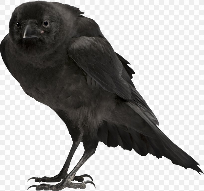Bird Carrion Crow Common Raven, PNG, 1199x1120px, Bird, American Crow, Beak, Bird Anatomy, Carrion Crow Download Free