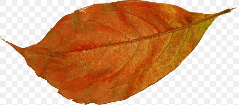 Leaf Photography Clip Art, PNG, 2000x886px, Leaf, Branch, Brown, Orange, Photography Download Free