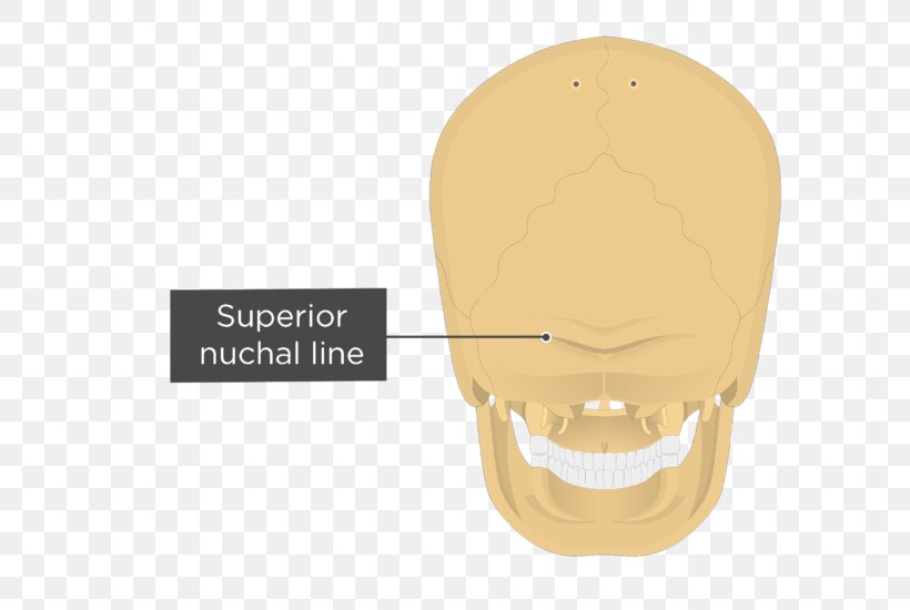 Nuchal Lines Occipital Bone Nuchal Ligament Nuchal Plane Anatomy, PNG, 704x550px, Occipital Bone, Anatomy, Bone, External Occipital Protuberance, Frontalis Muscle Download Free