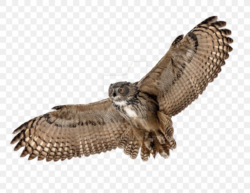 Owl Bird Flight Desktop Wallpaper, PNG, 900x695px, Owl, Barn Owl, Beak, Bird, Bird Of Prey Download Free