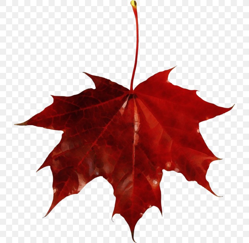 Red Maple Tree, PNG, 728x800px, Red Maple, Apple With Leaf, Autumn, Autumn Leaf Color, Black Maple Download Free