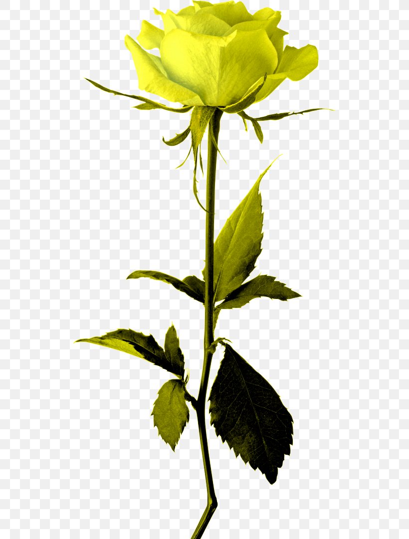 Rose Clip Art, PNG, 526x1080px, Rose, Branch, Flower, Flowering Plant, Flowerpot Download Free