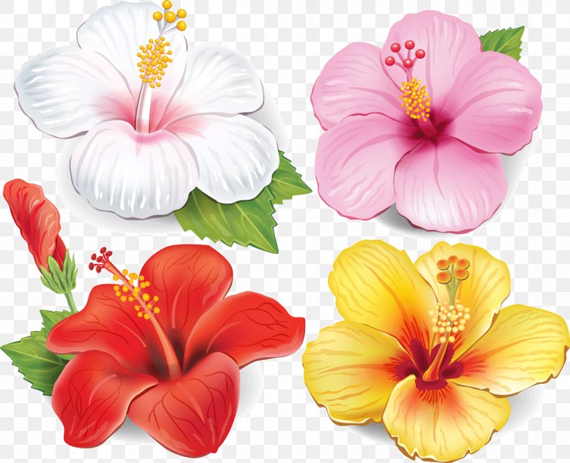 Flower Drawing Clip Art, PNG, 1100x894px, Flower, Annual Plant, China Rose, Chinese Hibiscus, Drawing Download Free