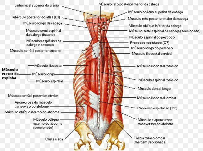 Lumbar Vertebrae Erector Spinae Muscles Vertebral Column, PNG, 1024x764px, Watercolor, Cartoon, Flower, Frame, Heart Download Free