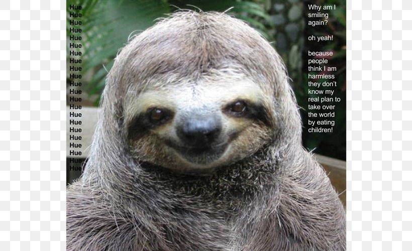 Sloth Cat Dog Funny Animal, PNG, 666x500px, Sloth, Animal, Animal Rescue Group, Brownthroated Sloth, Cat Download Free