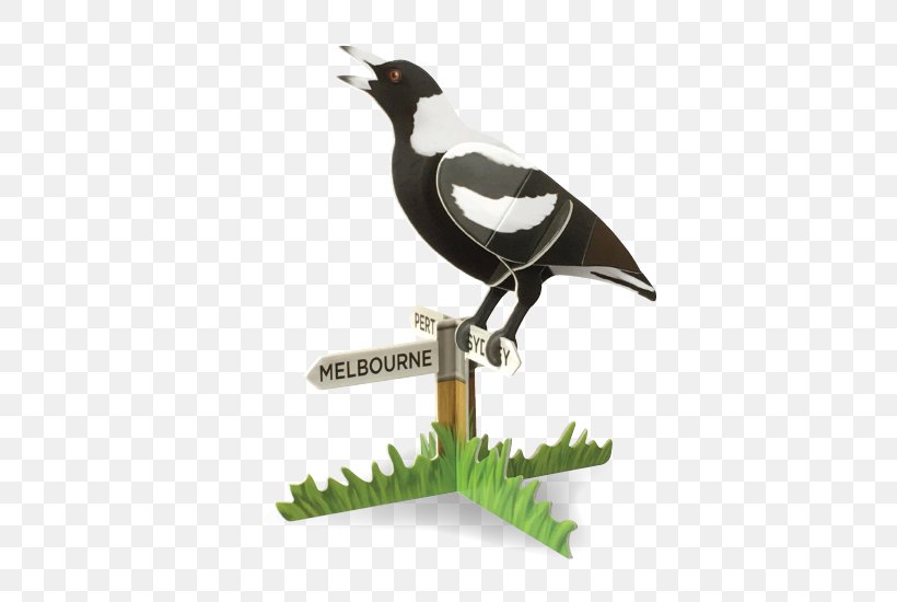Australian Magpie Bird Vocalization Songbird, PNG, 550x550px, Australian Magpie, Australian National Botanic Gardens, Beak, Bird, Bird Vocalization Download Free