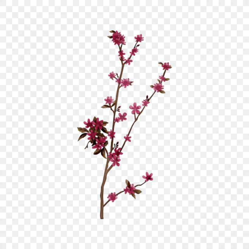 Cherry Blossom, PNG, 1497x1497px, Watercolor, Cherry, Cherry Blossom, Coucou, Cut Flowers Download Free