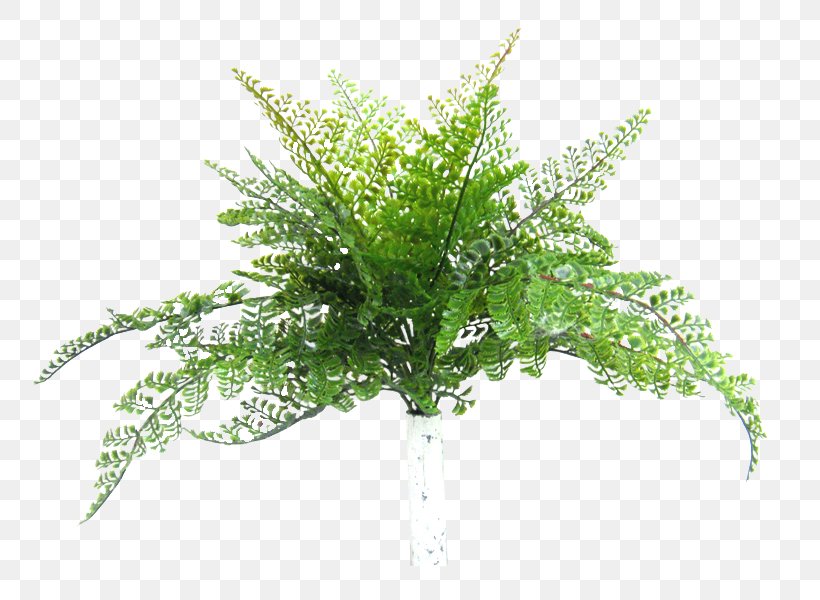 Fern Cloud 9 Event Management Tree Kalang Road Shrub, PNG, 800x600px, Fern, Artificial Flower, Cycad, Elanora Heights New South Wales, Ferns And Horsetails Download Free