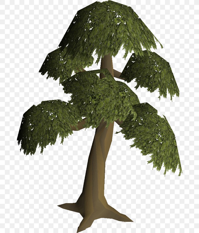 Old School RuneScape English Yew Branch Tree, PNG, 684x960px, Old School Runescape, Botany, Branch, English Yew, Flower Download Free