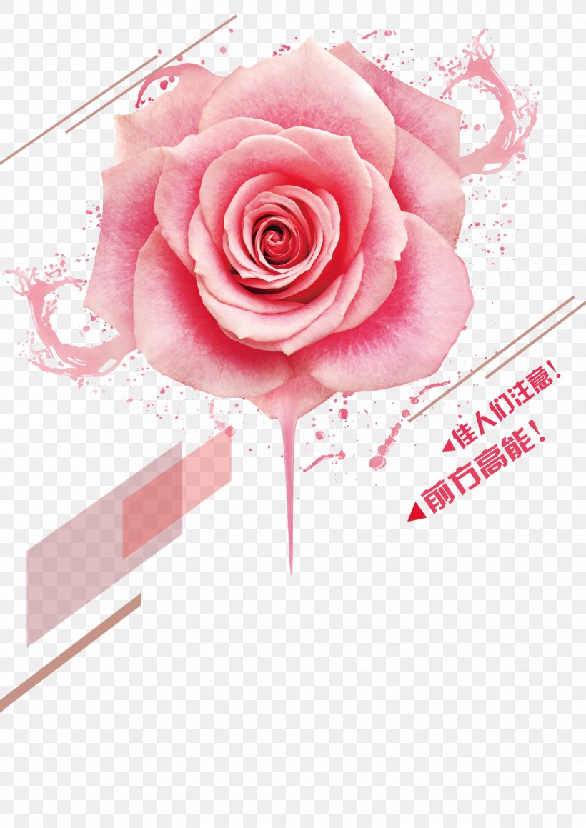 Beach Rose Pink Color Cosmetics, PNG, 1754x2480px, Beach Rose, Advertising, Blue Rose, Color, Cosmetics Download Free