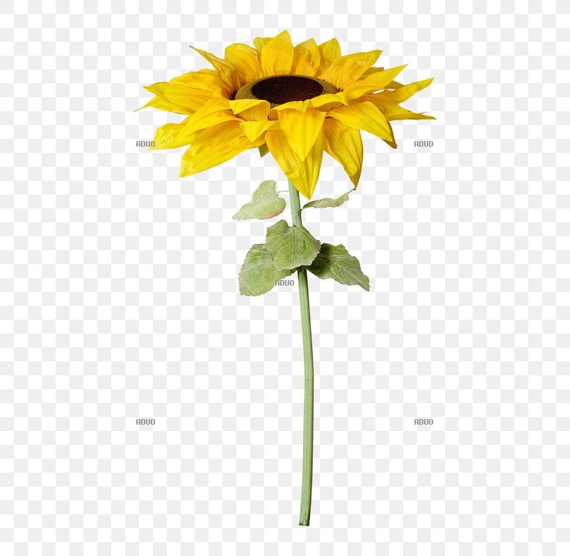 Common Sunflower Artificial Flower Plant Stem Cut Flowers, PNG, 800x800px, Common Sunflower, Annual Plant, Artificial Flower, Blume, Color Download Free