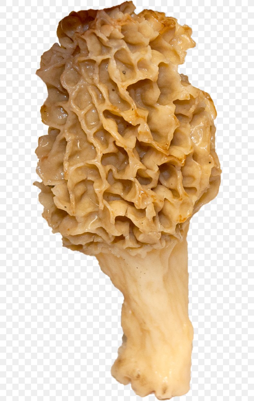 Edible Mushroom, PNG, 616x1296px, Edible Mushroom, Junk Food Download Free