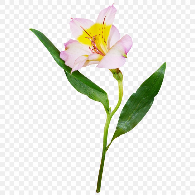 Lily Of The Incas Cut Flowers Plant Stem Bud Herbaceous Plant, PNG, 1600x1600px, Lily Of The Incas, Alstroemeriaceae, Bud, Cut Flowers, Flower Download Free